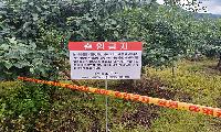 봉화 화상병 발생, 추가 확산 차단에 총력 