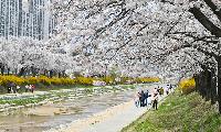 경북도, 산림청 주관 ‘우수 관리 가로수길’최다 선정