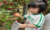 인동초병설유치원, 사과 따며 ‘가을 만끽’